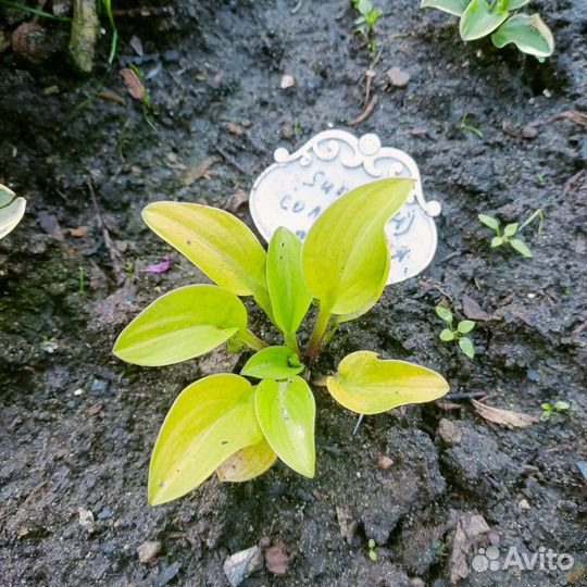 Хоста из серии мышиные ушки