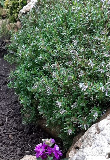 Флокс шиловидный (почвопокровный)