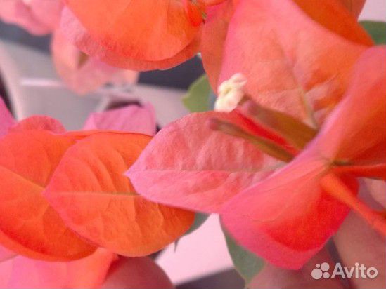 Бугенвиллия вариегатная