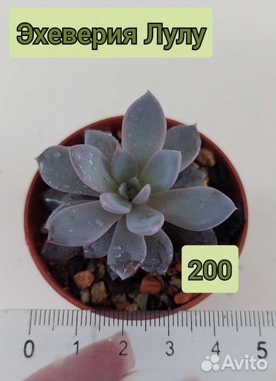 Суккуленты. Эхеверия,алоэ,граптопеталум