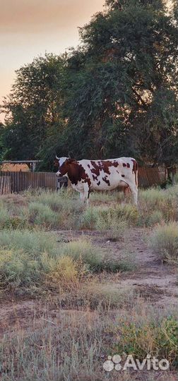 Коровы дойные с телятами