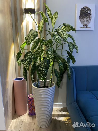 Диффенбахия цветок