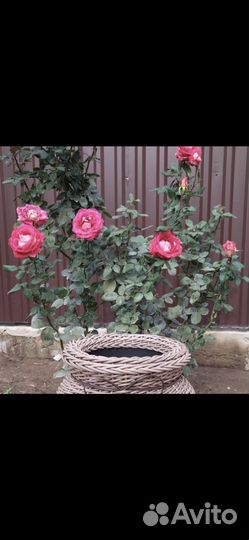 Аксессуары для сада