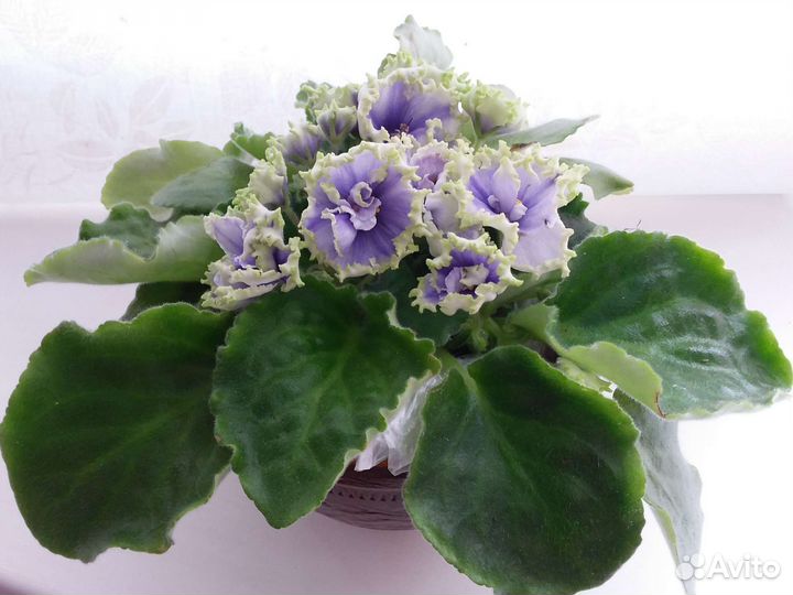 Сортовые фиалки