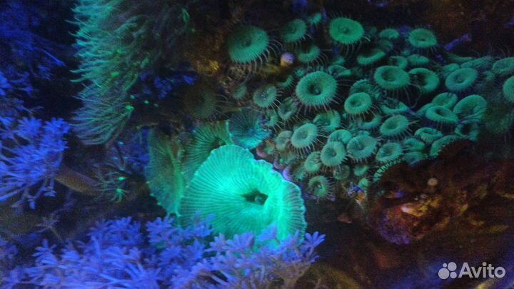 Живые морские кораллы в аквариум