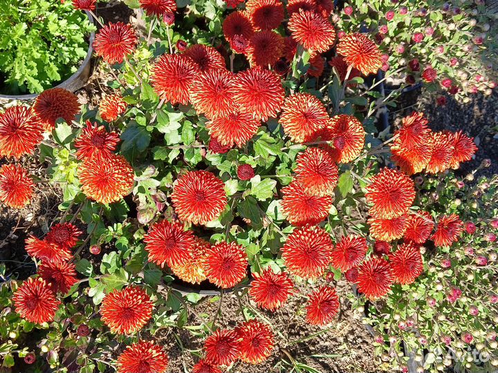 Хризантемы мультифлора