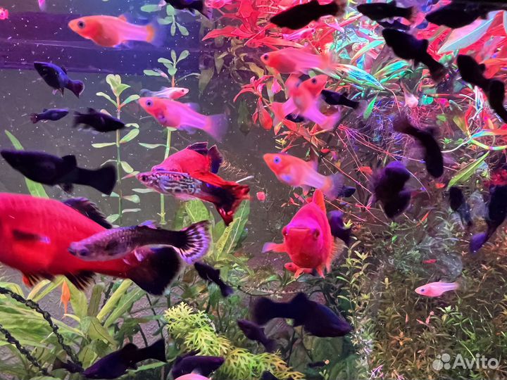 Моллинезия