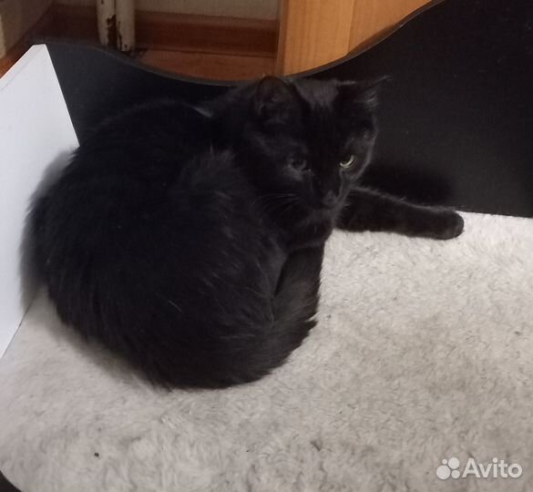 Котенок Уголек в поисках ответственных людей