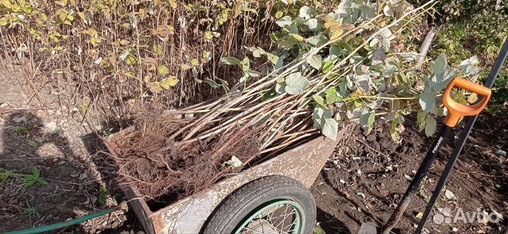 Саженцы малины Лячка