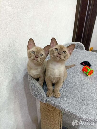 Бурманские котята