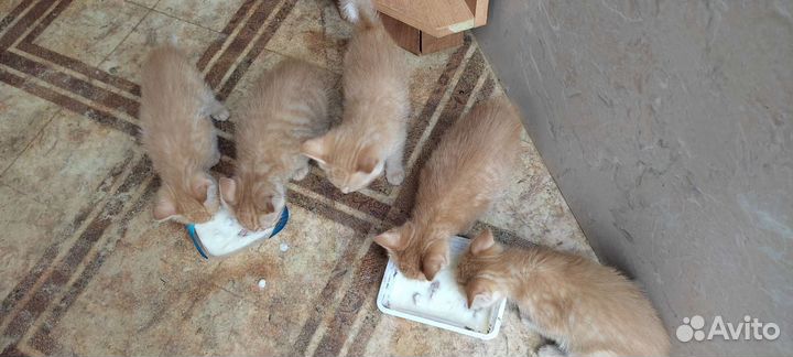 Котята рыжие бесплатно