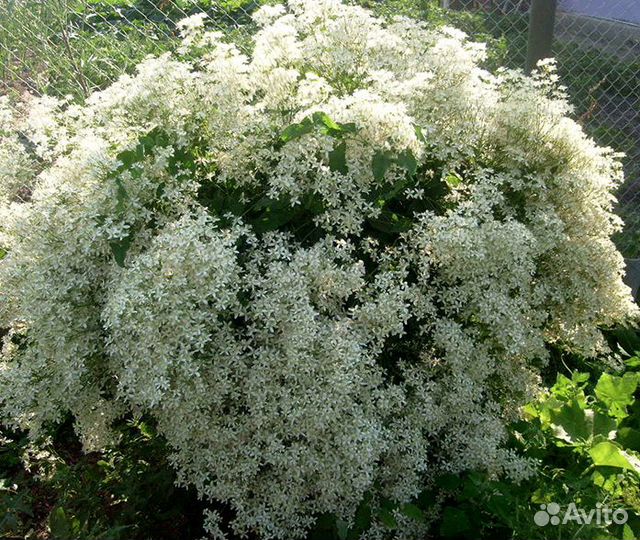 Клематис маньчжурский