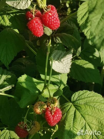 Малина феномен саженци