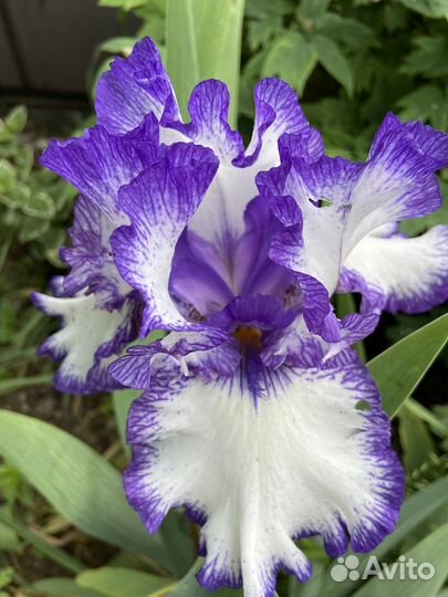 Сортовые Бородатые Ирисы