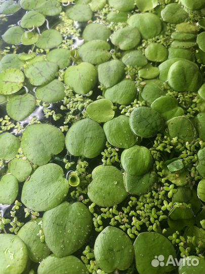 Растение для аквариума - Лимнобиум