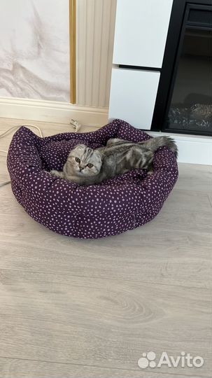 Продам котенка