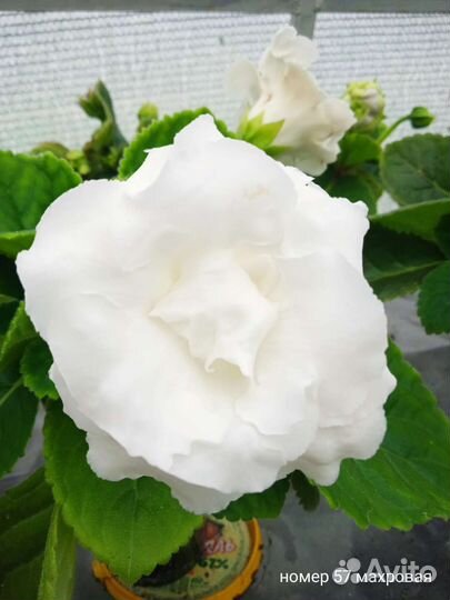 Семена глоксинии