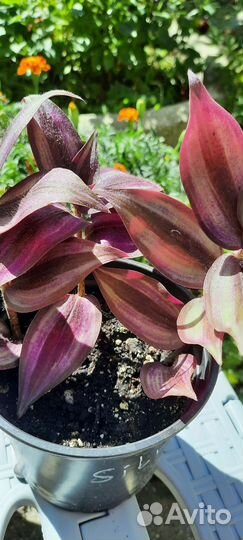 Традесканция зебрина