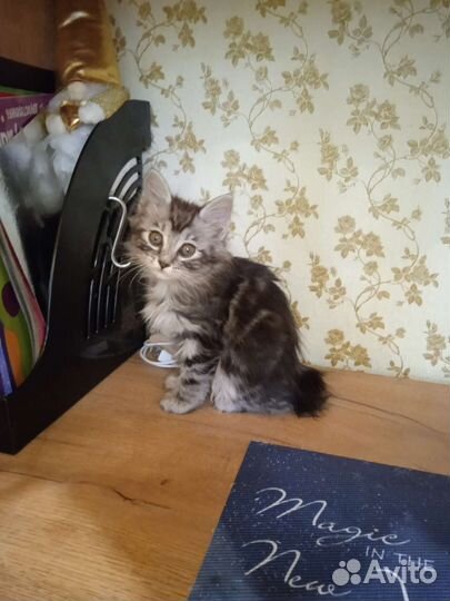 Кошки курильский бобтейл