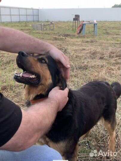 Отдаю песика Дольфа в добрые руки