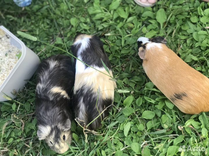 Морская свинка