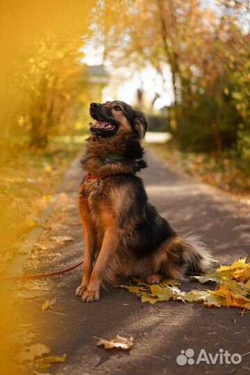 Собака Маня в добрые руки