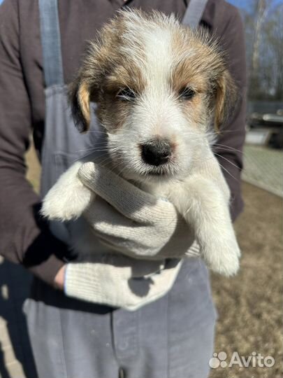 Джек Рассел терьер щенки