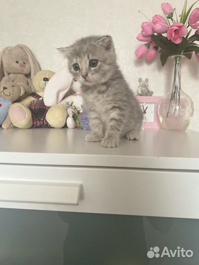 Шотландская