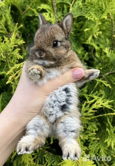 Карликовые крольчата, ручные малыши