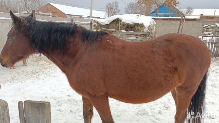 Продам лошадь