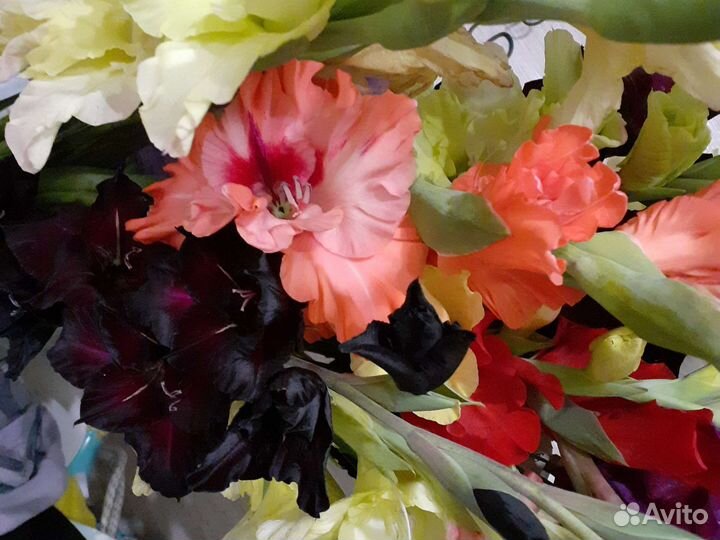 Цветы гдадиолусы