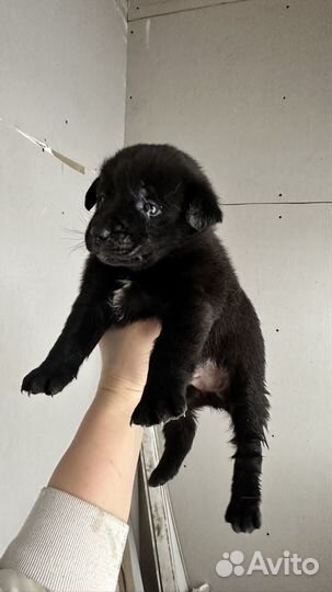 Щенки