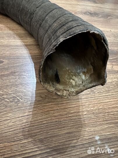 Рога Горного Тура, трофейные