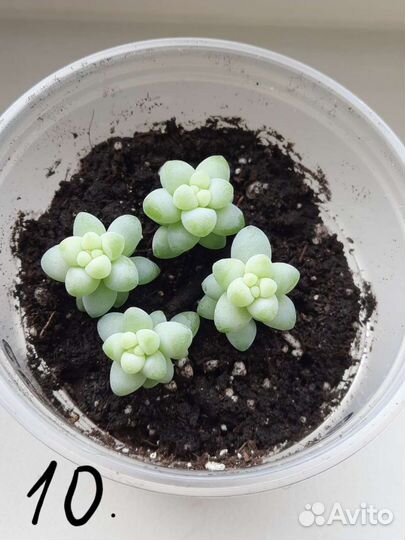 Суккуленты