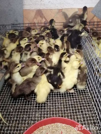 Индоутята, Гусята Шептуны