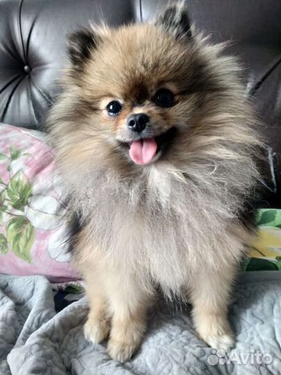 Случка шпиц