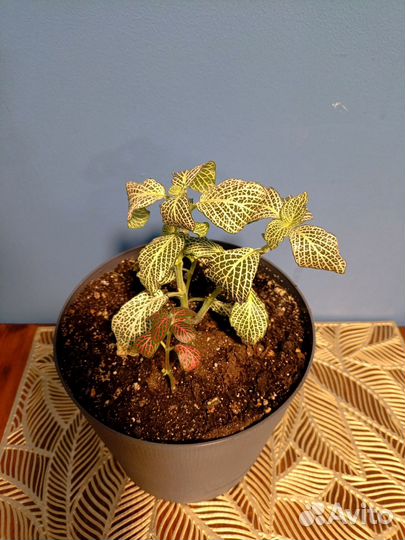 Фиттония 2 вида