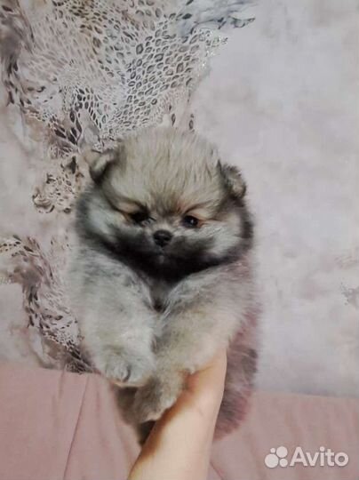 Белые комочки шпица