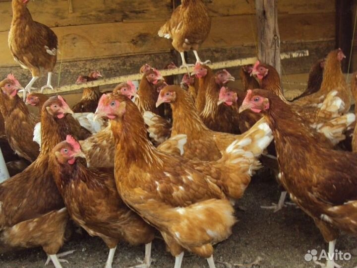 Куры несушки породы Ломан Браун