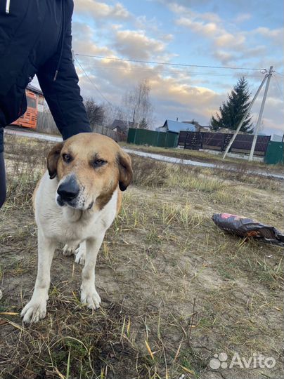 Собака в добрые руки