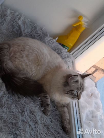 Сибирский кот