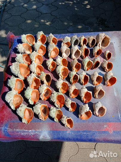 Раковины рапана