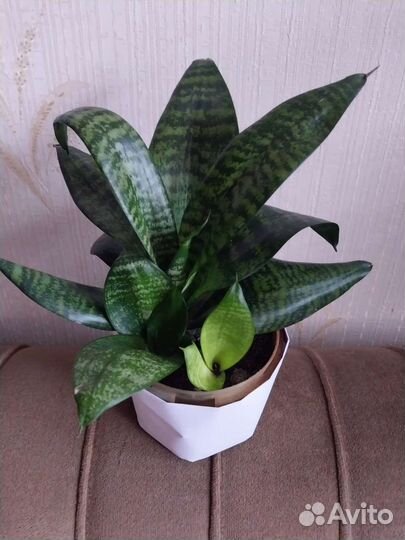 Сансевиерия Ханни