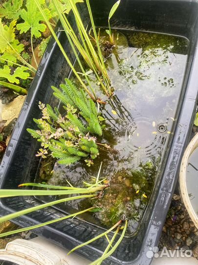 Водные растения в ассортименте