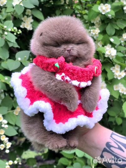 Лиловая принцесса