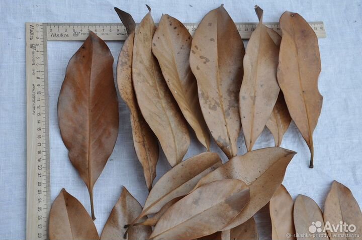 Шишки(плоды) Амбрового дерева и листья Могнолии