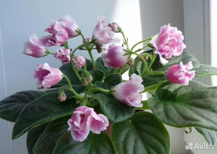 Сортовые фиалки