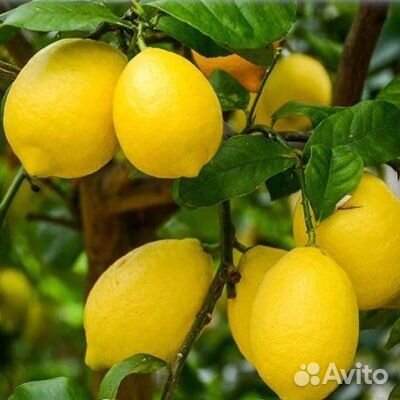 Цитрусовые деревья из питомника растений