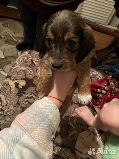 Щенки таксы