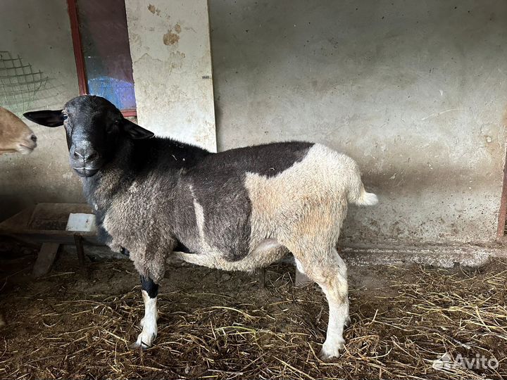 Овцы бараны